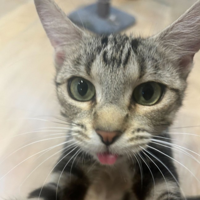 Photo of Mercury