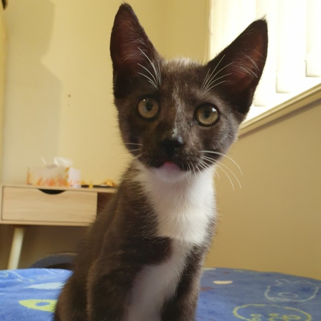 Photo of Fonzie