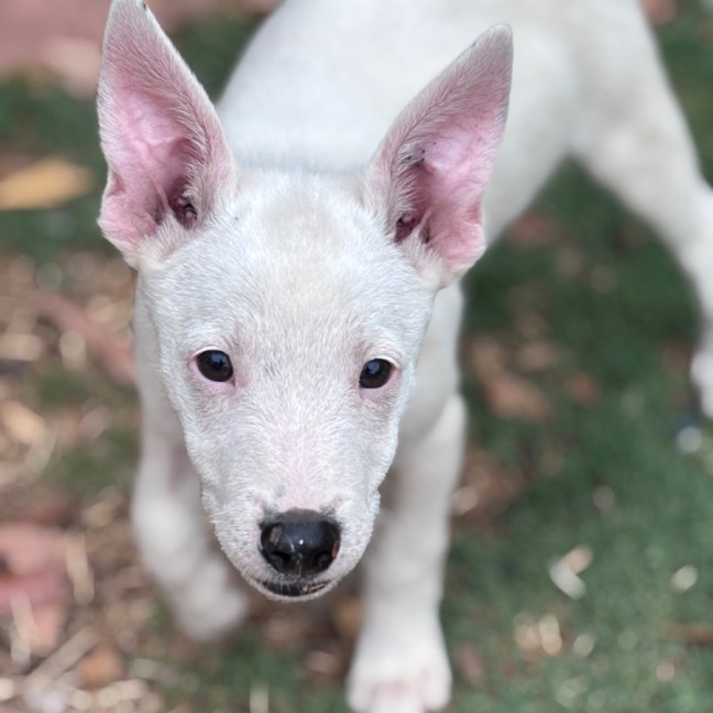 Photo of Goose