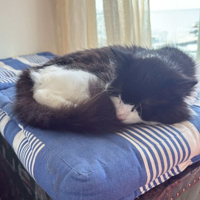 Photo of Oreo  Meet Me @ Petstock Prahran!