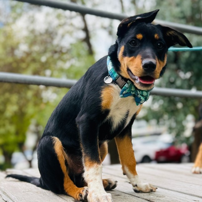 Photo of Minty