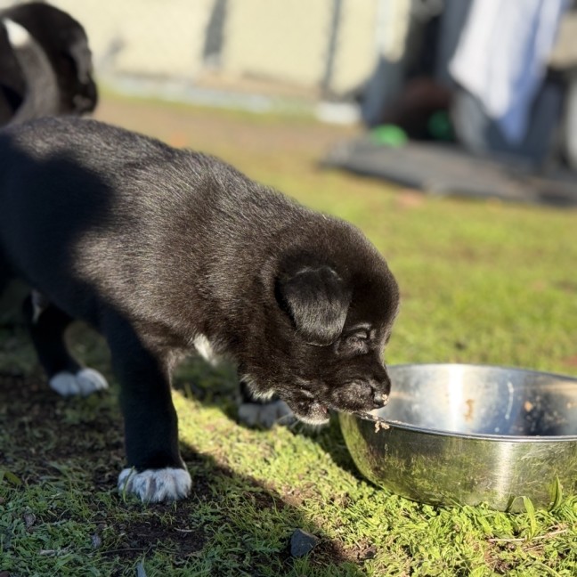 Photo of Oreo