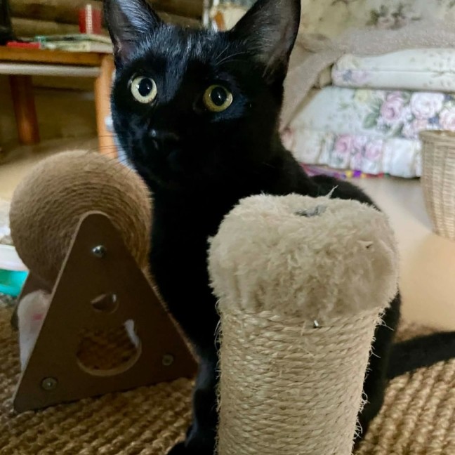 Photo of Petie