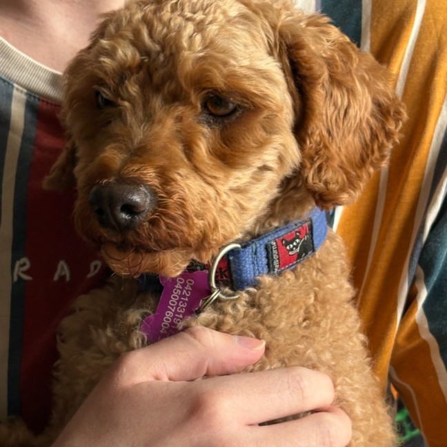 Photo of Boydie