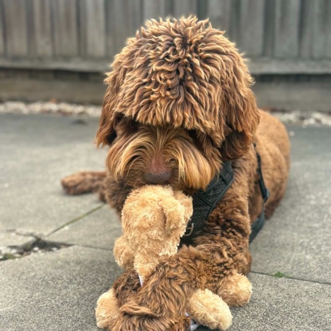 Photo of Milo