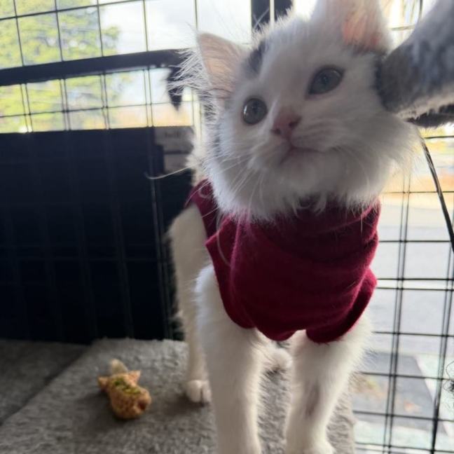 Photo of Meringue