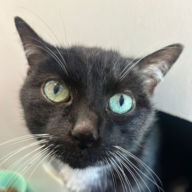 Photo of Sparkles
