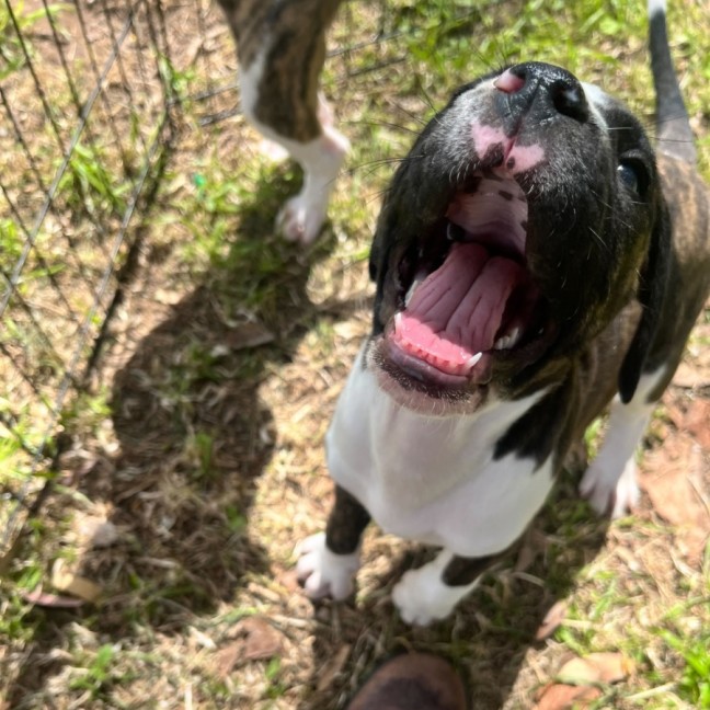 Photo of Clam Chowder