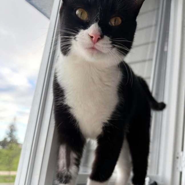 Photo of Sylvie *9 Lives Project Rescue*