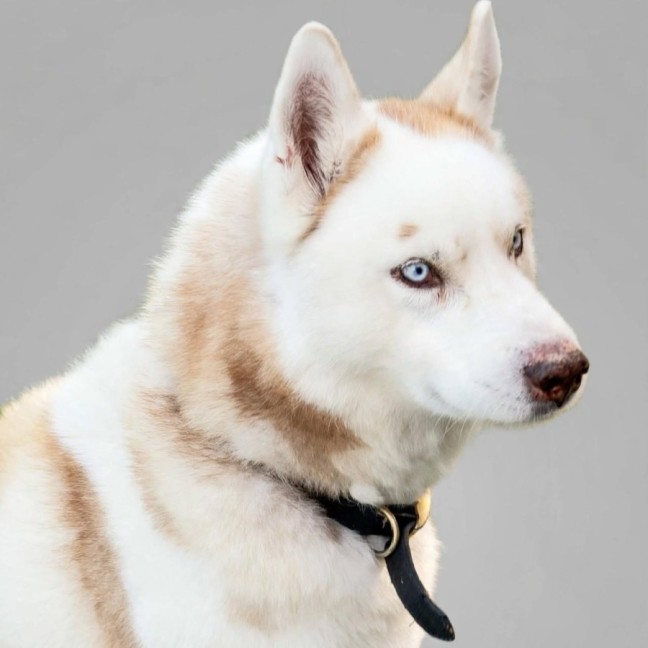 Photo of Skipper