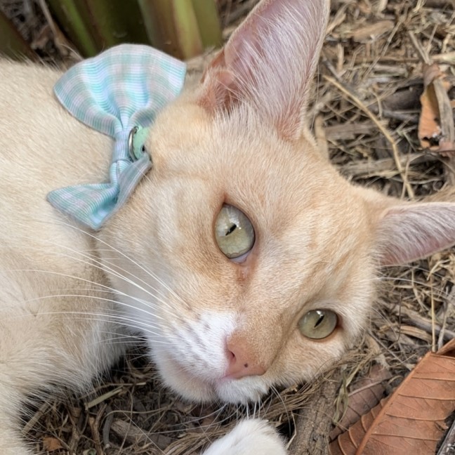 Photo of Finnegan
