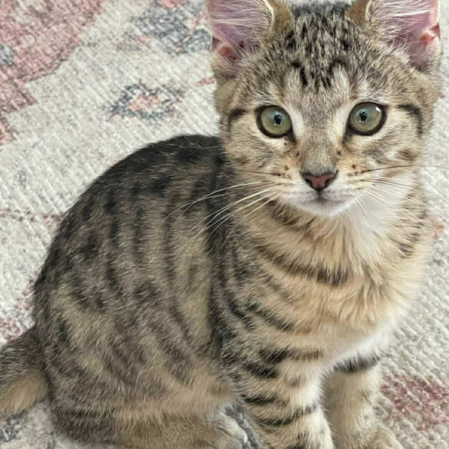 Photo of Lily   In Foster Care In Richmond