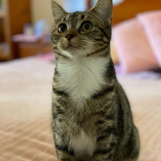 Photo of Nibbler **2nd Chance Cat Rescue**