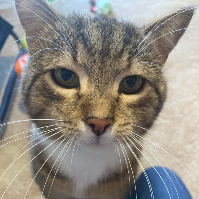 Photo of Bruce ** 2nd Chance Cat Rescue **