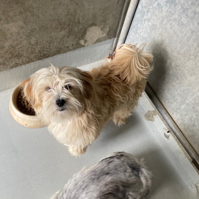 Photo of Romeo