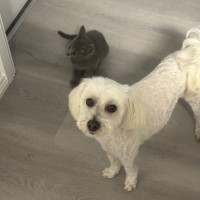 Photo of George 🐶🎾