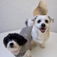 Photo of Bigo (F) & Bilo (M)