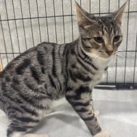Photo of Clarabelle 