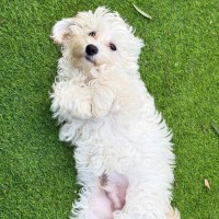 Photo of Harley