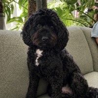 Photo of Schmidt (Assisted Rehome)