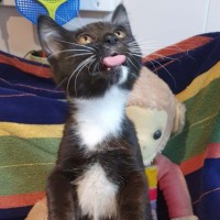 Photo of Socks