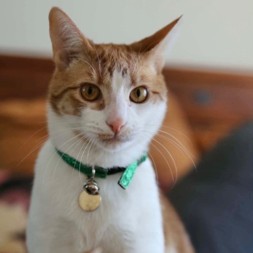 Cheese - Domestic Short Hair (DSH) Cat