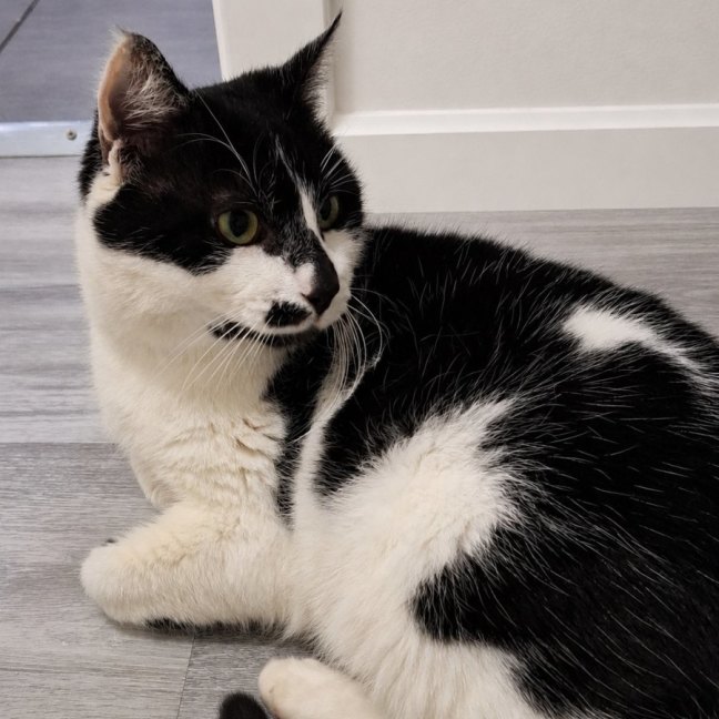 Photo of Hunter
