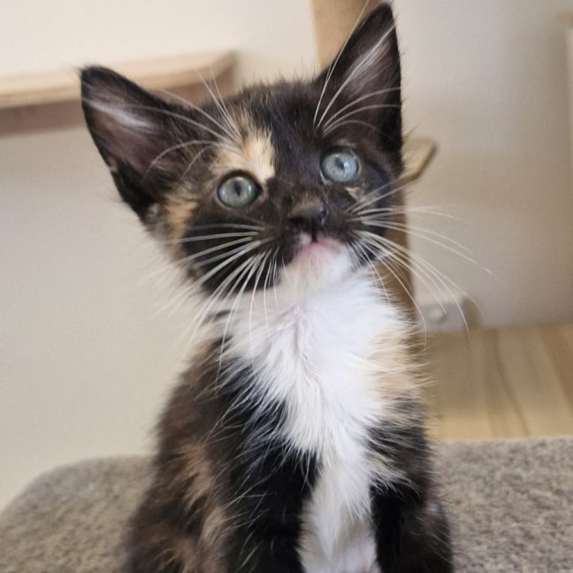 Photo of C1515 Shelly