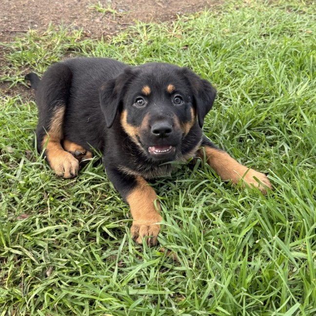 Photo of Romeo