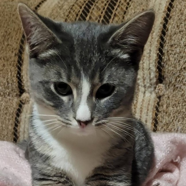 Photo of Sir Whiskerface
