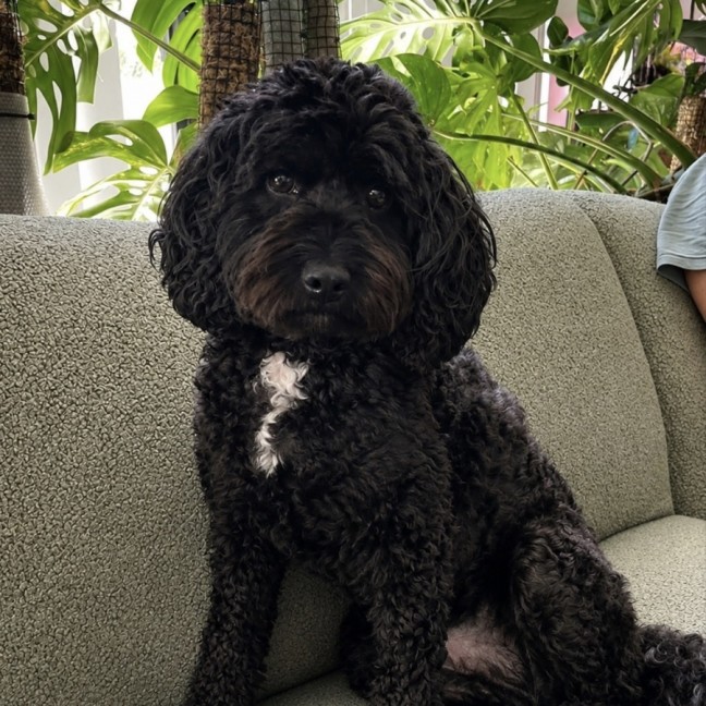 Photo of Schmidt (Assisted Rehome)