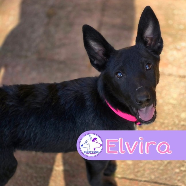 Photo of Elvira 