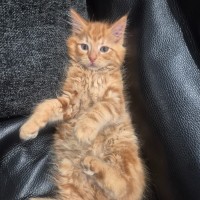 Photo of Toby