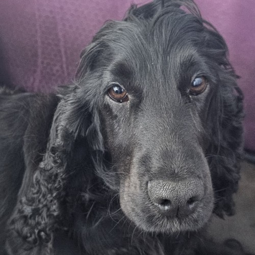 Candy - Cocker Spaniel Dog