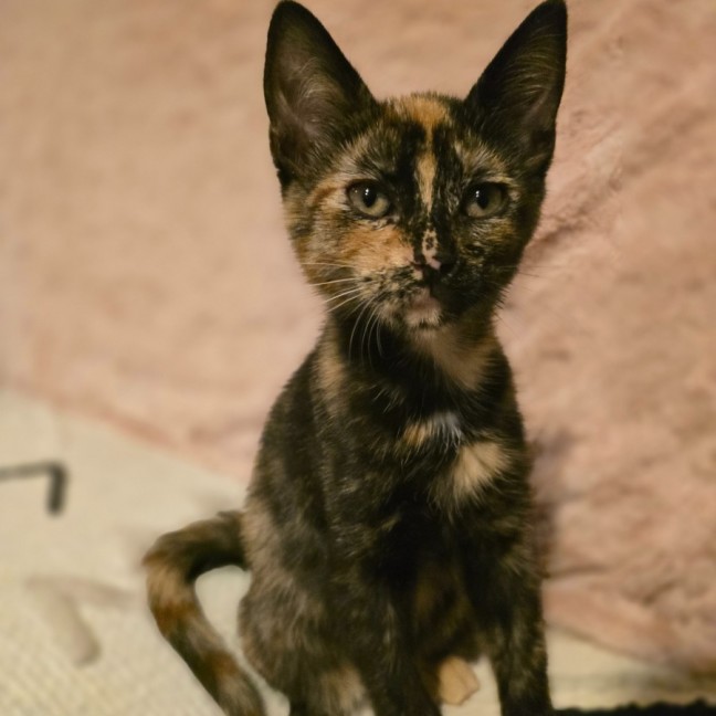 Photo of Bloom (Located In Wantirna South)