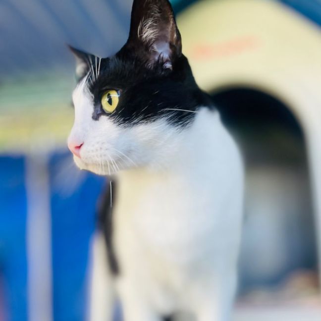 Photo of Meow