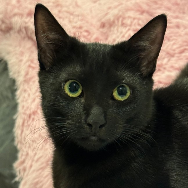 Photo of Hattie