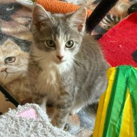 Photo of Mozart ** 2nd Chance Cat Rescue**