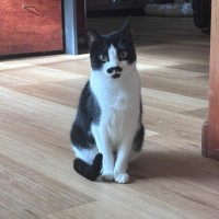 Photo of Moustache 