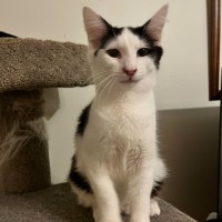 Photo of Mittens *9 Lives Project Rescue*