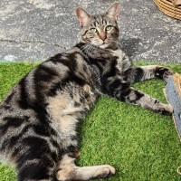 Photo of Biscuit (Located In Berwick)