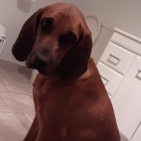 Photo of Dixie & Daisy