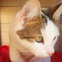 Photo of Shuno (Assisted Rehome)