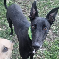 Photo of Bohdi