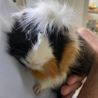 Photo of Crackle