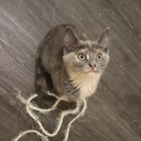 Photo of Dumpling