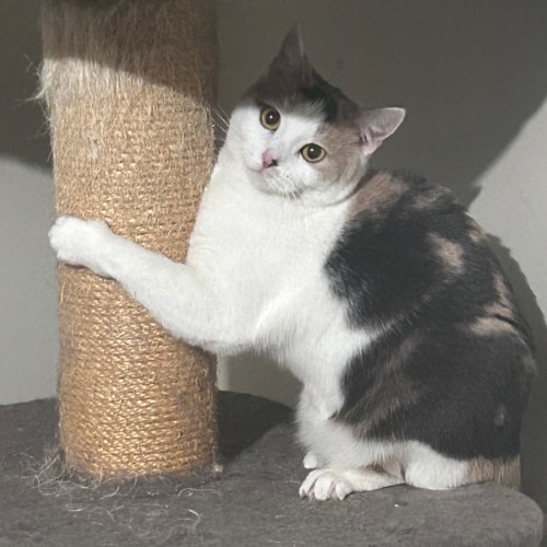 Xena ⚔️  - Domestic Short Hair (DSH) Cat