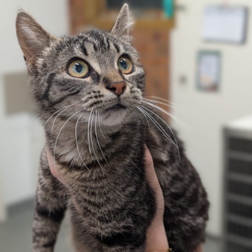 Potato Chips - Domestic Short Hair (DSH) Cat