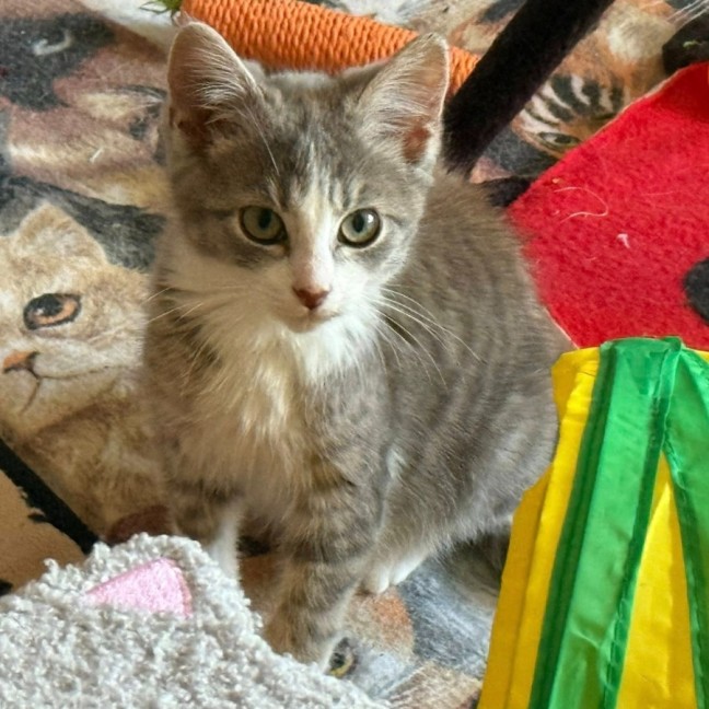 Photo of Mozart ** 2nd Chance Cat Rescue**