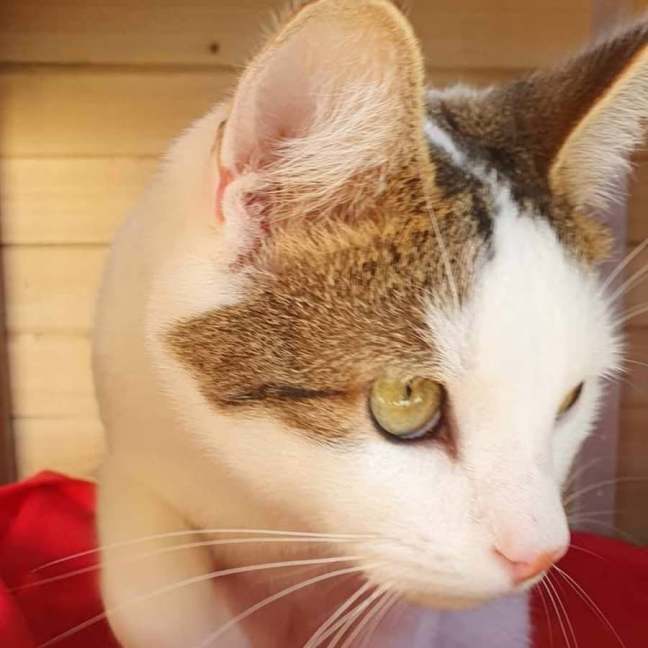 Photo of Shuno (Assisted Rehome)